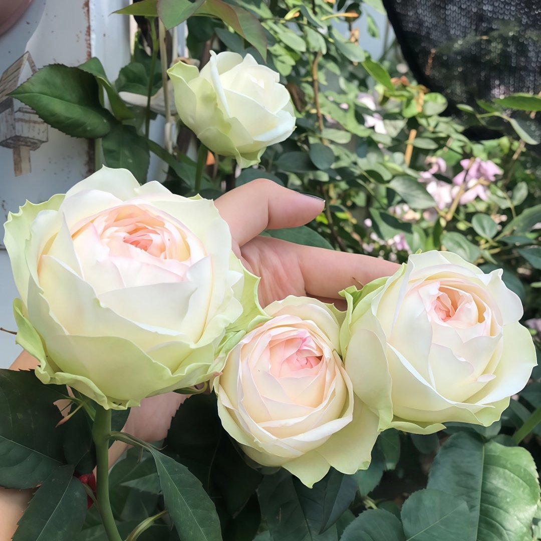 Armure Blanche Rose Plant |幻彩 image 6