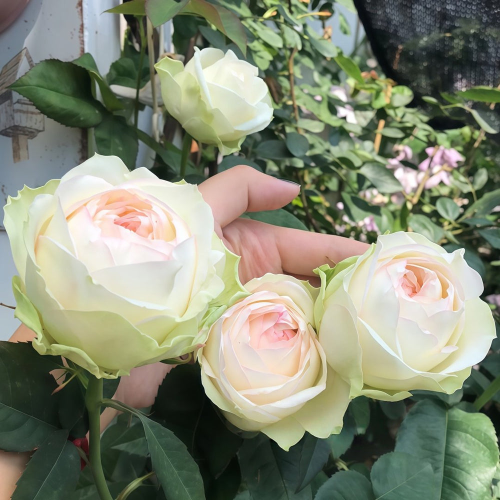Armure Blanche Rose Plant |幻彩 image 6