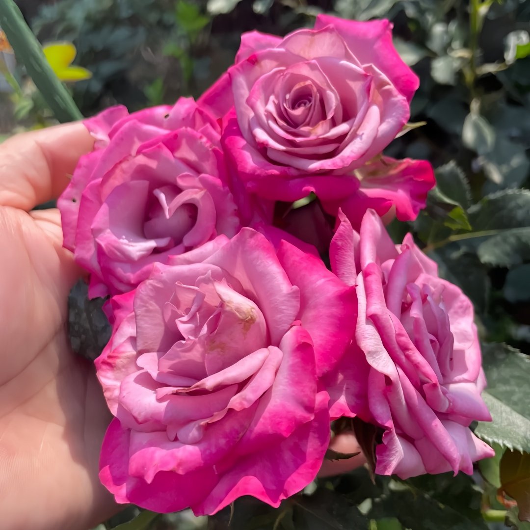 Deep Purple Rose Plant｜一片深紫 image 7