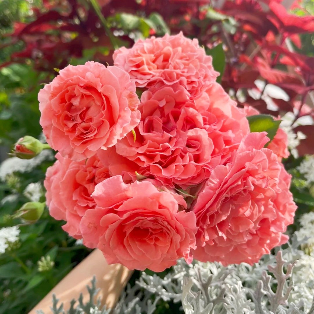 Corail Gelee Rose Plant｜珊瑚果冻 image 11