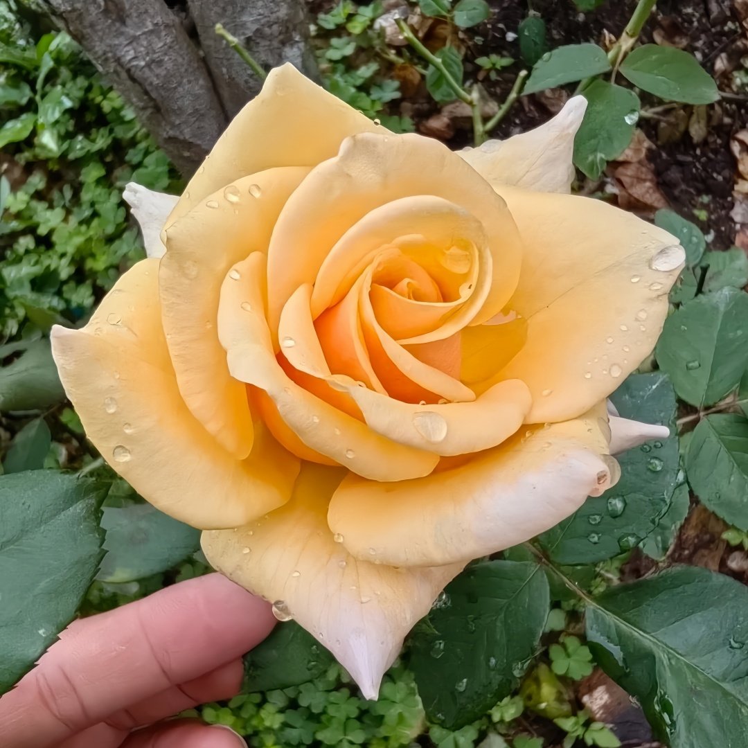 Mother of Pearl Rose Plant｜珍珠贝母 image 4