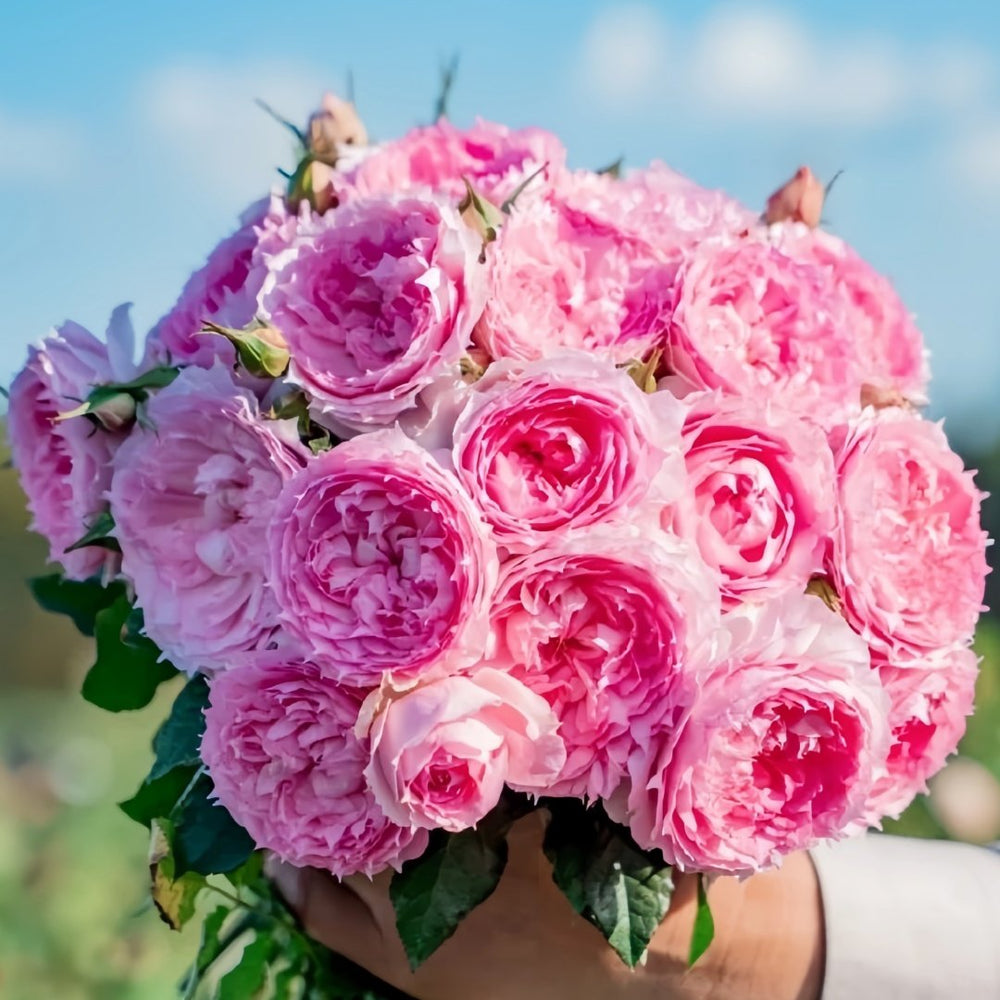 Rongrongyue Rose Plant|溶溶月 image 9
