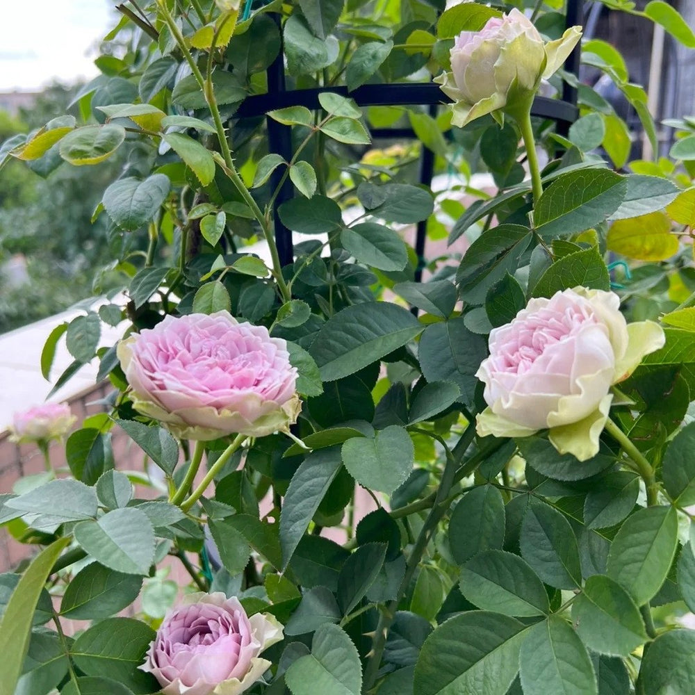 Coffret Rose Plant | 首饰盒 image 5