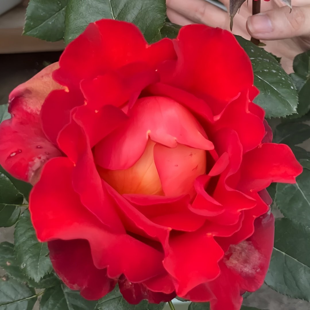 Coffee Break Rose Plant|休憩/咖啡时间 image 4