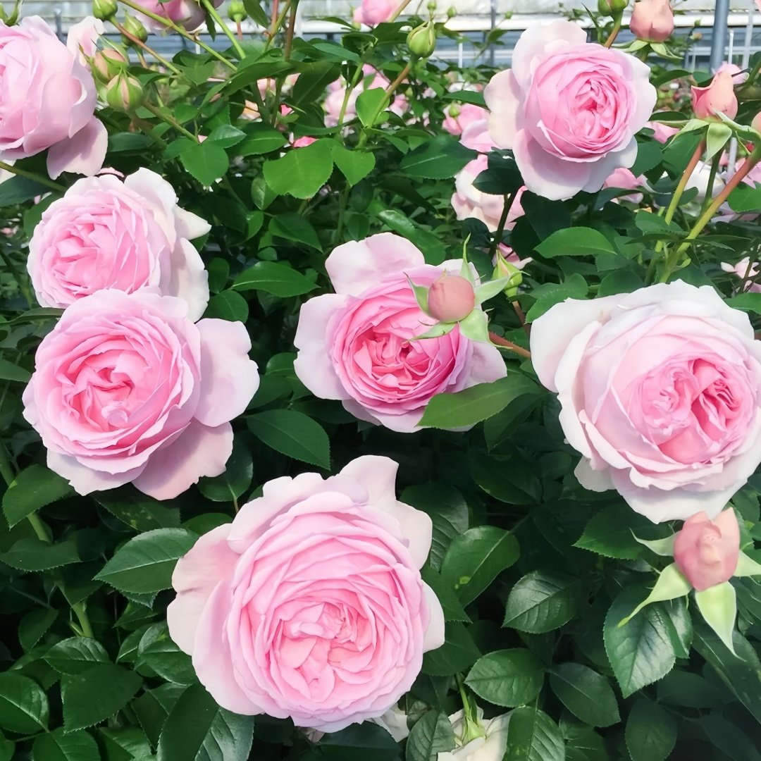 Wellenspiel Rose Plant|仙女泉 image 6