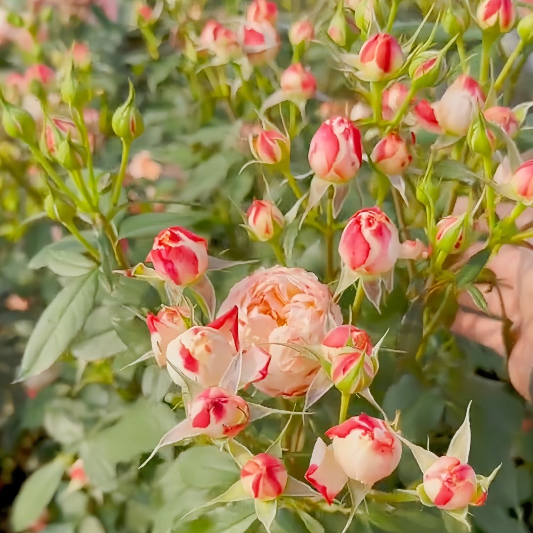 Chance Pom Rose | 苹果运气 image 9