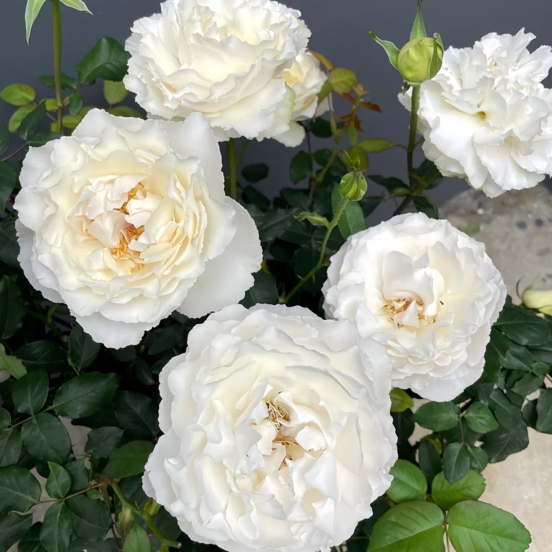Blanche Neige Rose Plant｜伊芙白雪公主 image 4