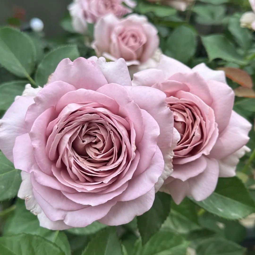 Charity Rose Plant | 慈善 image 0