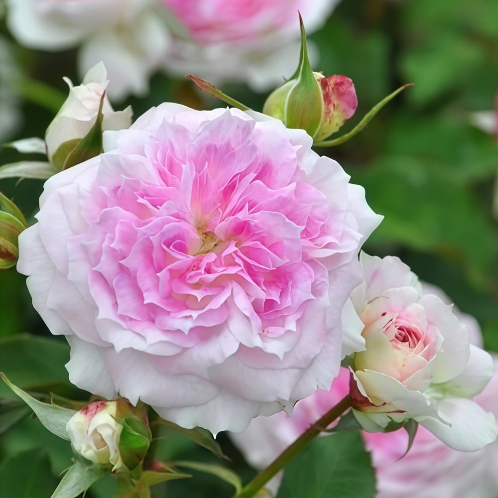 Kírkē Rose Plant｜瑟西 image 5
