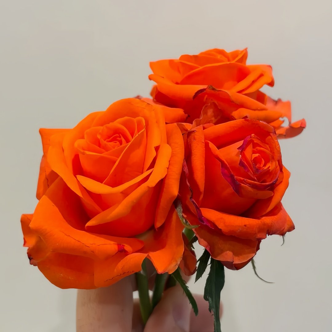 Dragon Tale Rose Plant|龙的故事 image 5