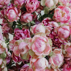 Princess Pinku Rose Plant|品库公主 image 2