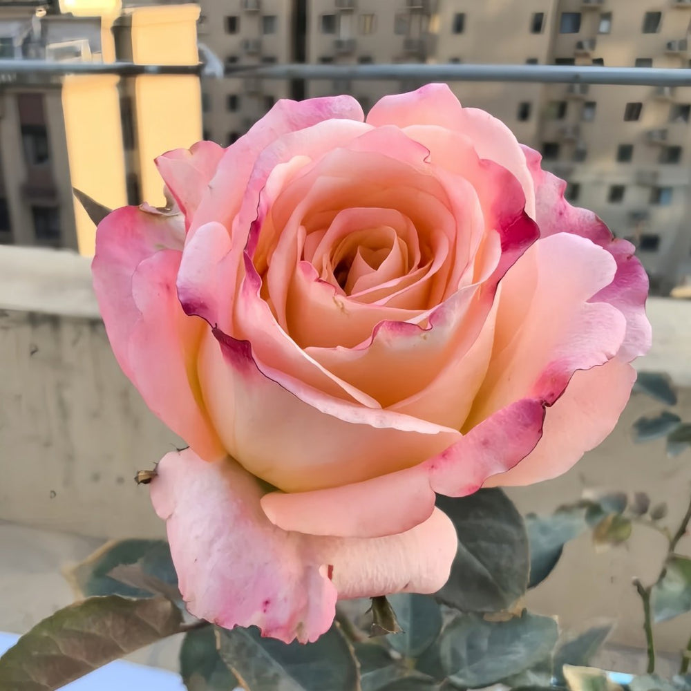Yanluo Rose Plant|烟罗 image 4