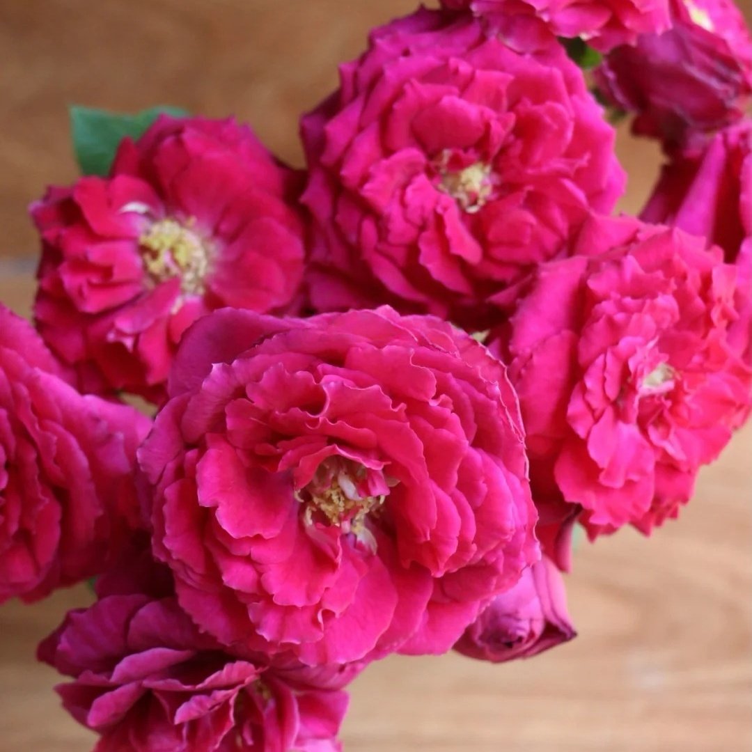 Yves Lorio Rose Plant｜伊芙红宝石伯爵 image 4