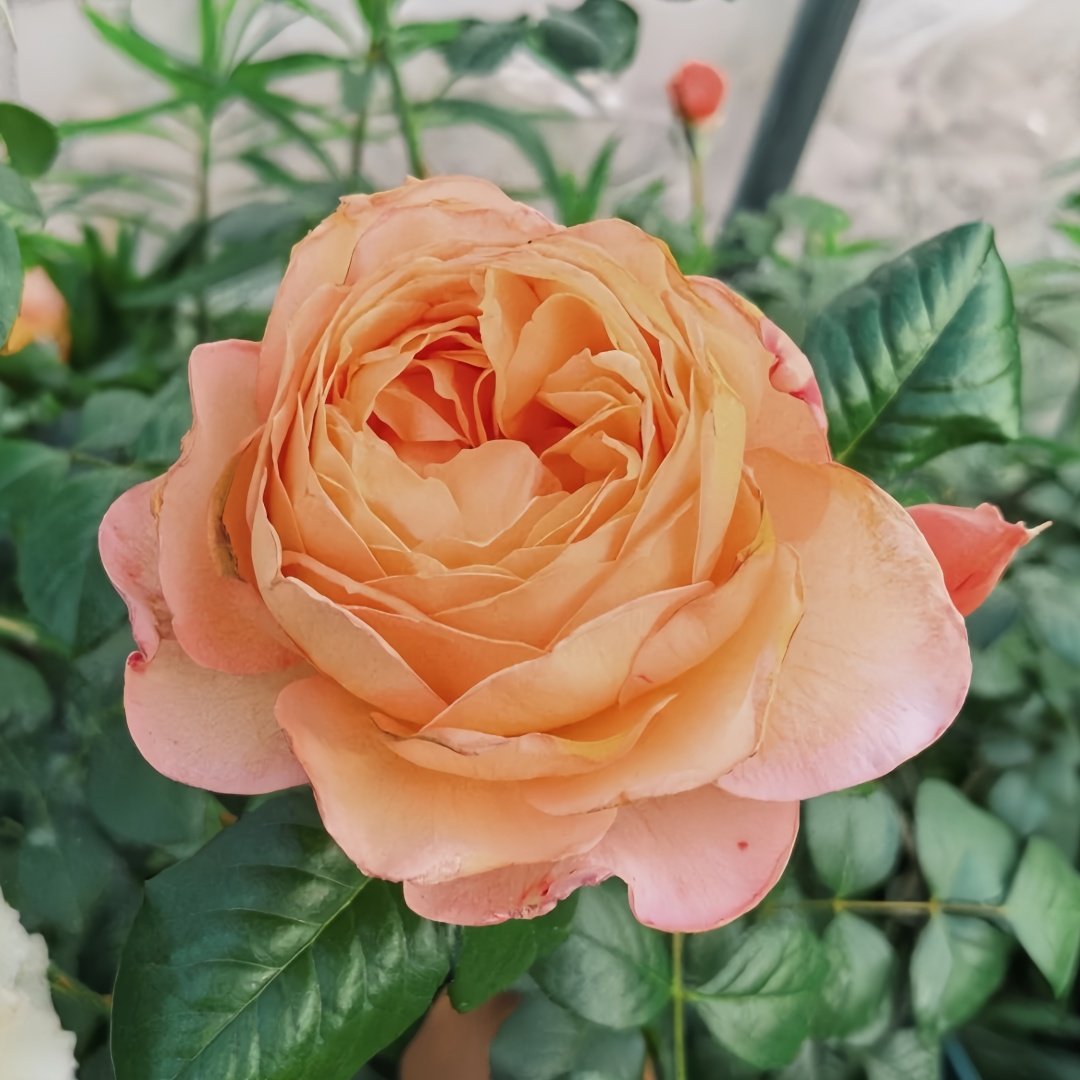 Capri Rose Plant | 卡普里 image 3