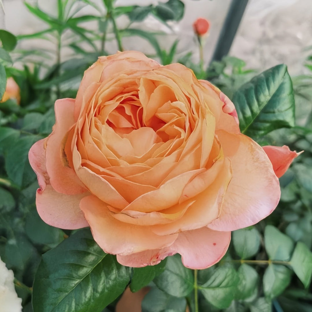 Capri Rose Plant | 卡普里 image 3