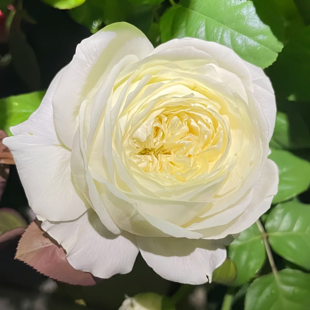Moon Fairy Rose Plant|皎月仙子 image 2
