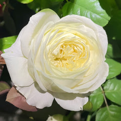 Moon Fairy Rose Plant|皎月仙子 image 2