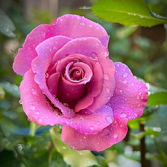 Angel Face Rose Plant|天使面容 image 2