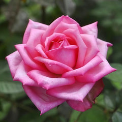 Wedding Bels Rose Plant|婚礼的钟声 image 2