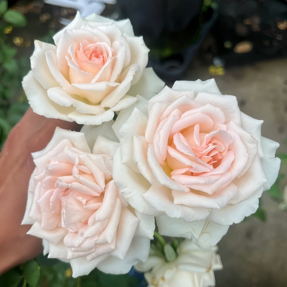 Trésor du Jardin Rose Plant|花园宝藏 image 1
