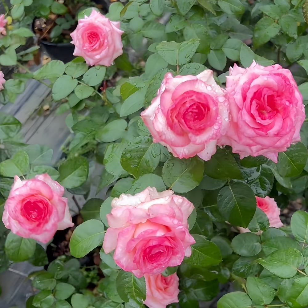 Mayra's Rose Fantasy Rose Plant｜梦幻梅拉 image 6
