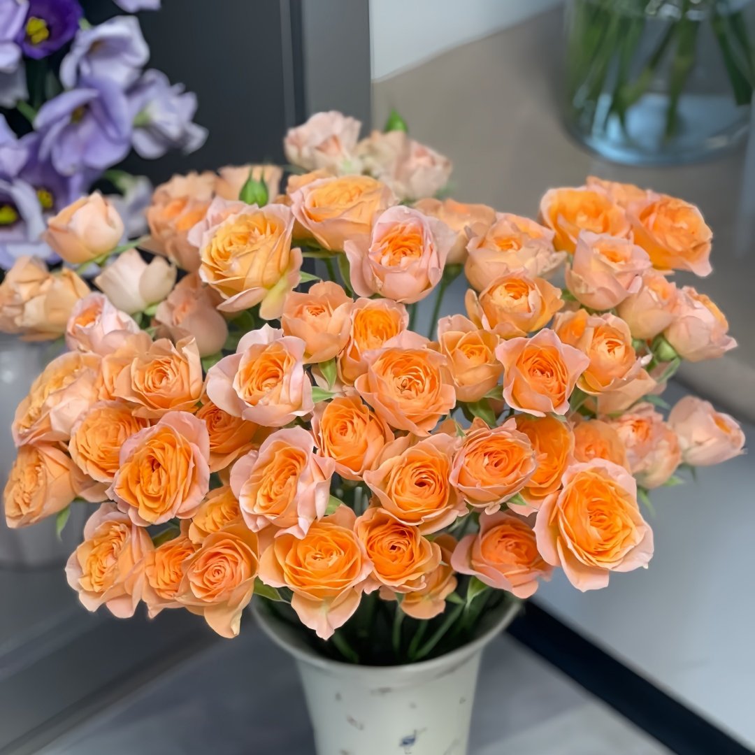 Mickey Bubbles Rose Plant|米奇泡泡 image 7
