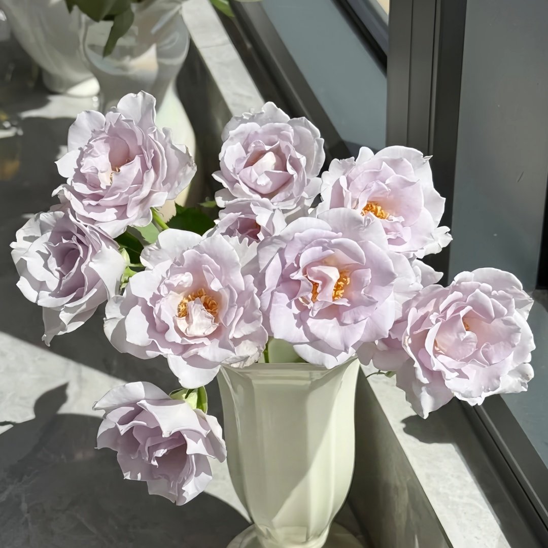 Blue Vague Rose Plant｜蓝色迷雾 image 4
