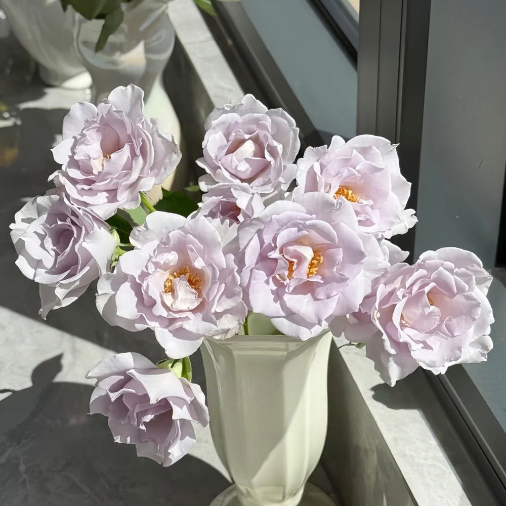 Blue Vague Rose Plant｜蓝色迷雾 image 4