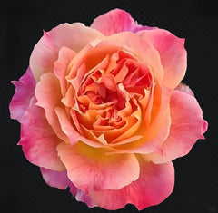 Chaleur Rose Plant｜温暖 image 1