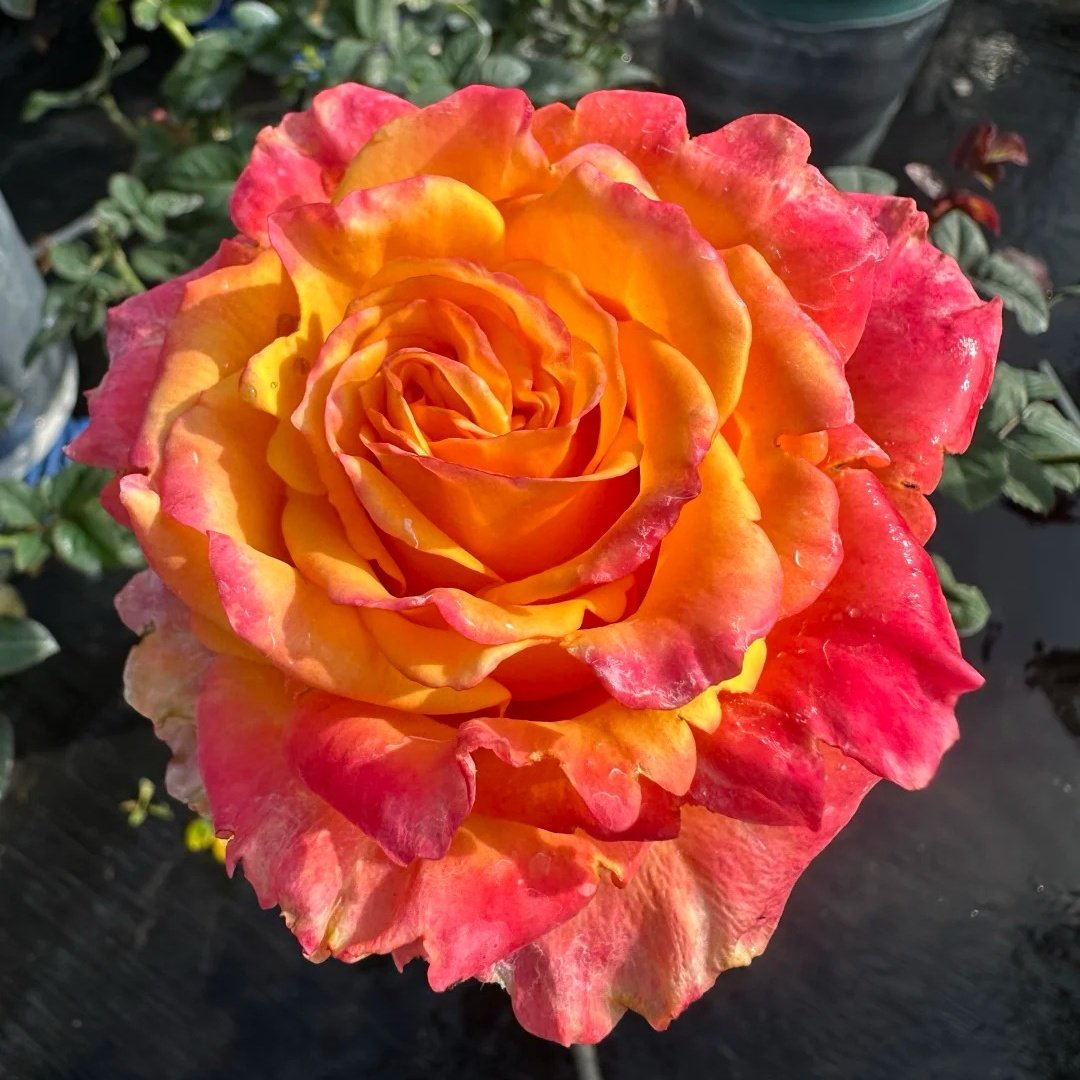Apricot Queen Rose Plant｜杏色皇后 image 5