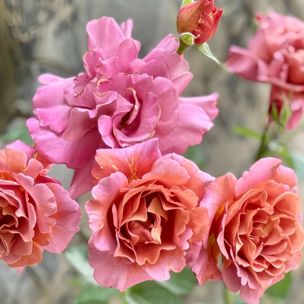 Drape Rose Plant｜帷幕 image 4