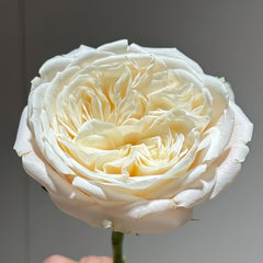 Priscilla Rose Plant|普利希拉 image 3