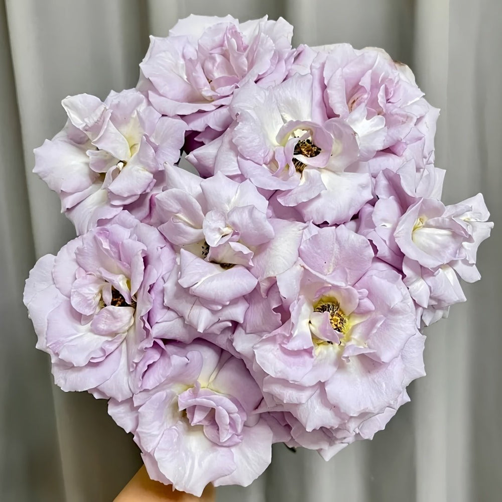 Lilac Beauty Rose Plant|丁香美人 image 4