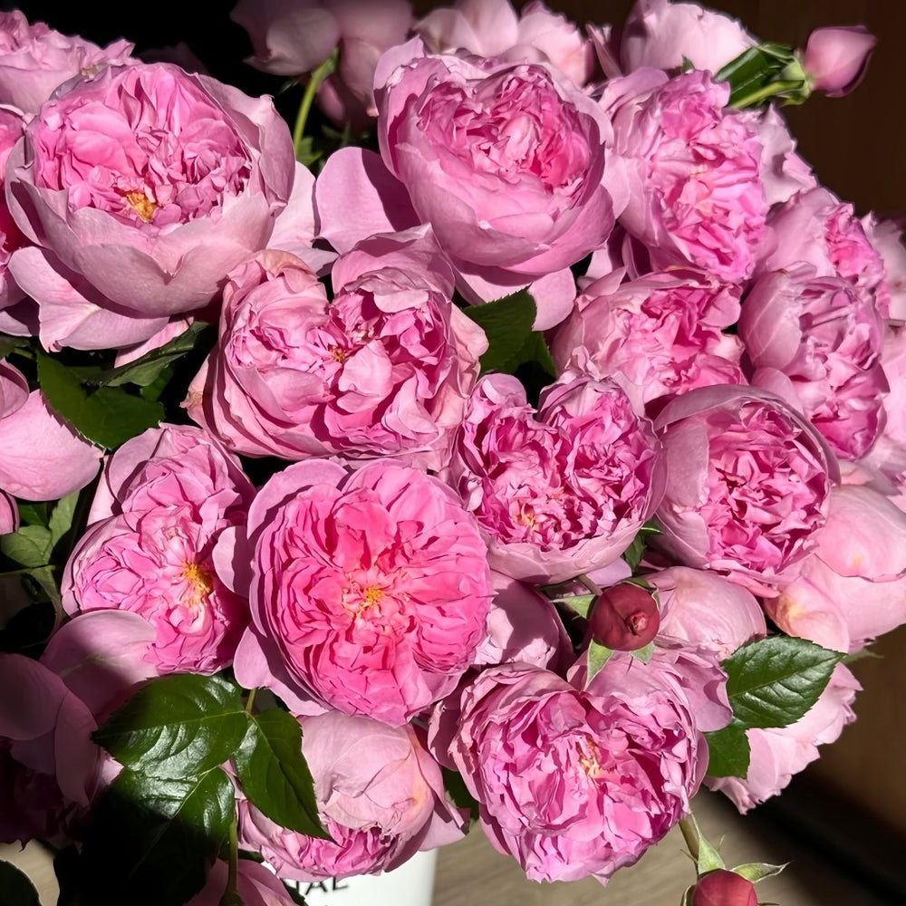 Pirouette Rose Plant|旋转芭蕾 image 9