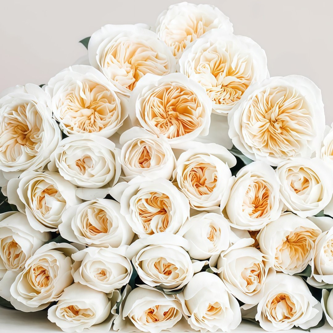 Bessie Rose Plant|贝茜 image 7