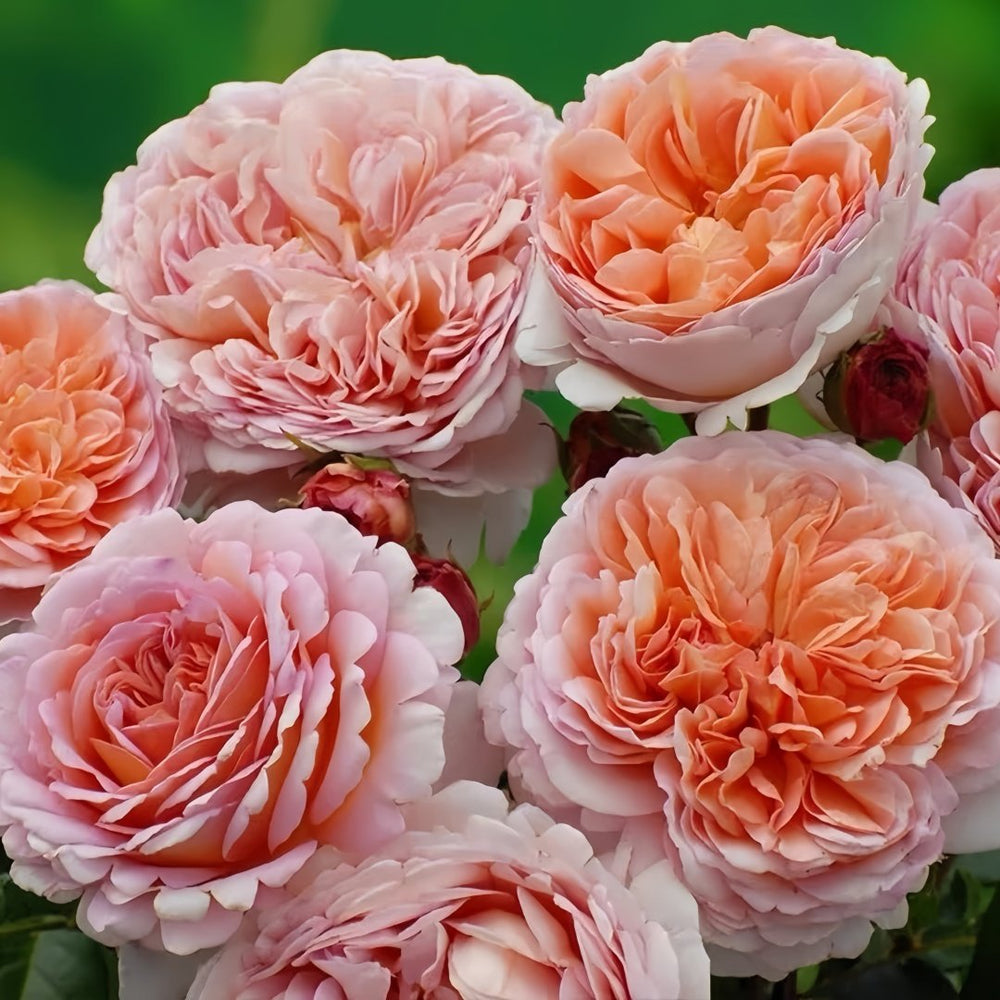 Abraham Darby Rose Plant | 亚伯拉罕·达比 image 6
