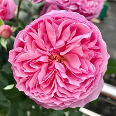 Carey Rose Plant | 凯丽玫瑰 image 3