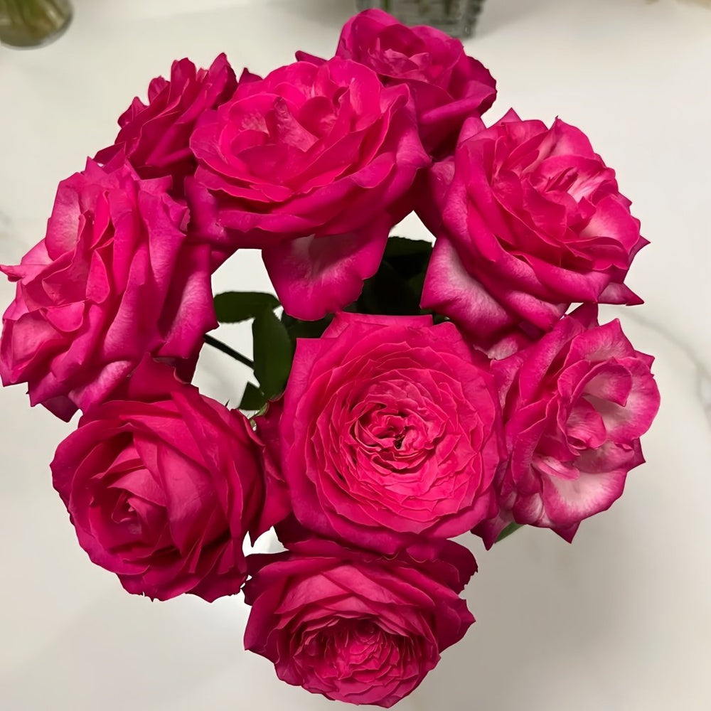 Cherry Avalanche Rose Plant｜樱桃雪山 image 2