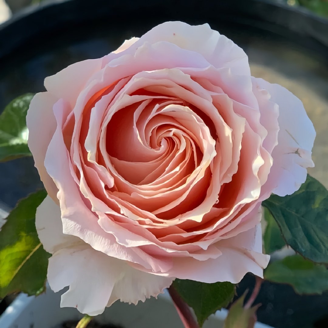 Parle moi Rose Plant｜侧耳倾听 image 4