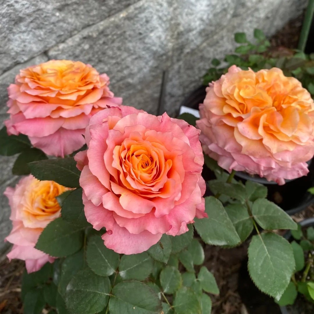 Free Spirit Rose Plant ｜自由精灵 image 4
