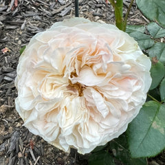 Lorena Summerhouse Rose Plant|雷娜山庄 image 3