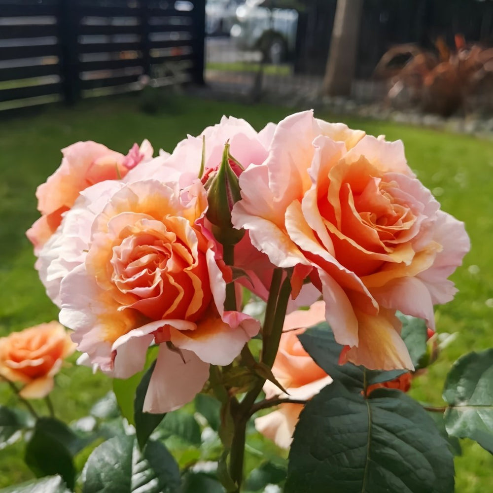 A Gardener's Dream Rose Plant|园丁之梦 image 2