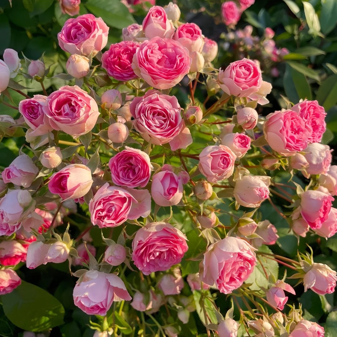 Rouge Rose Plant｜胭脂扣 image 2