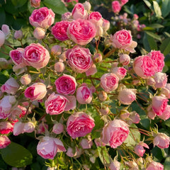 Rouge Rose Plant｜胭脂扣 image 2