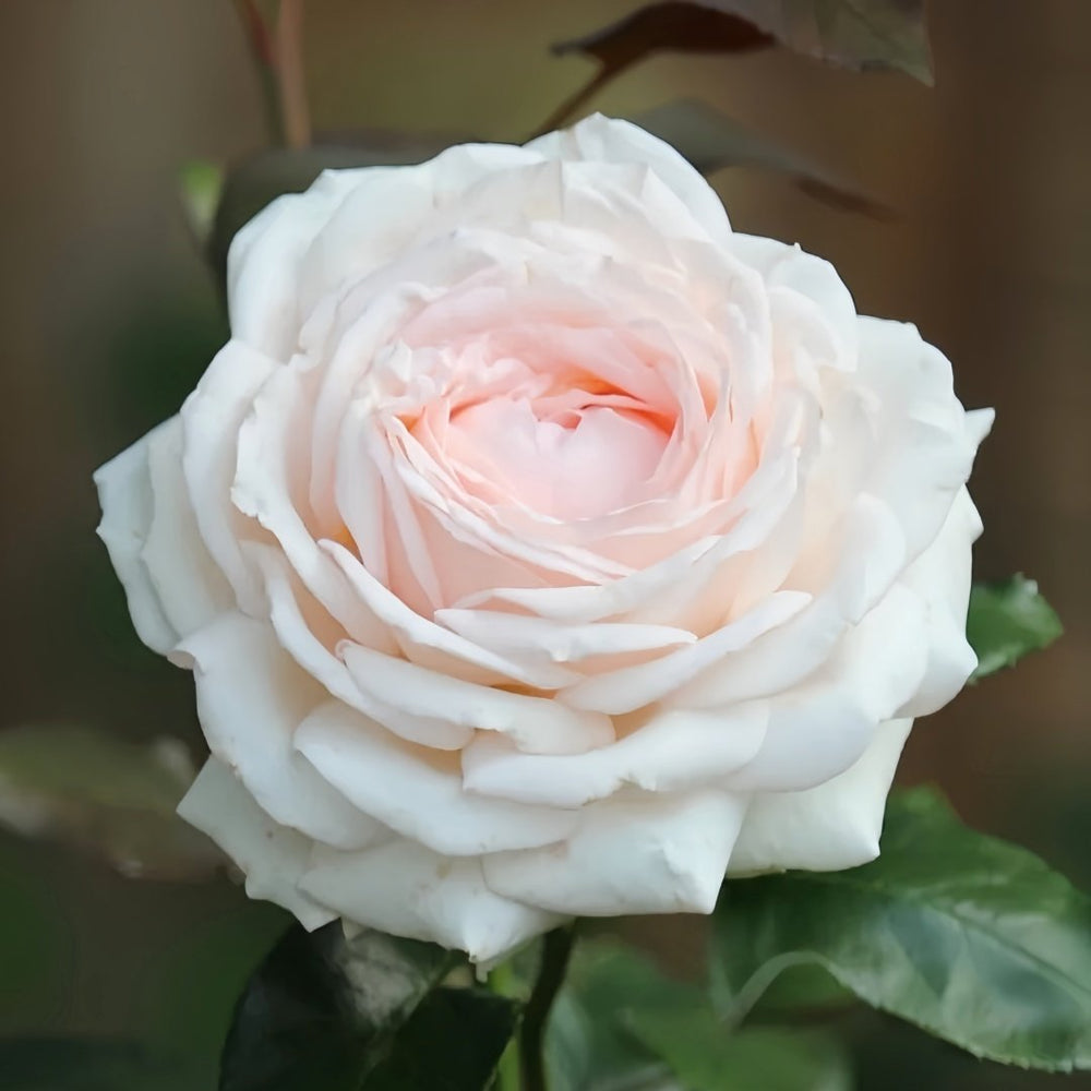 Gruaud Larose Rose Plant｜香槟美酒 image 0