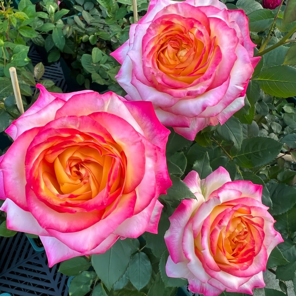 Pop Star Rose Plant|流行歌星 image 1