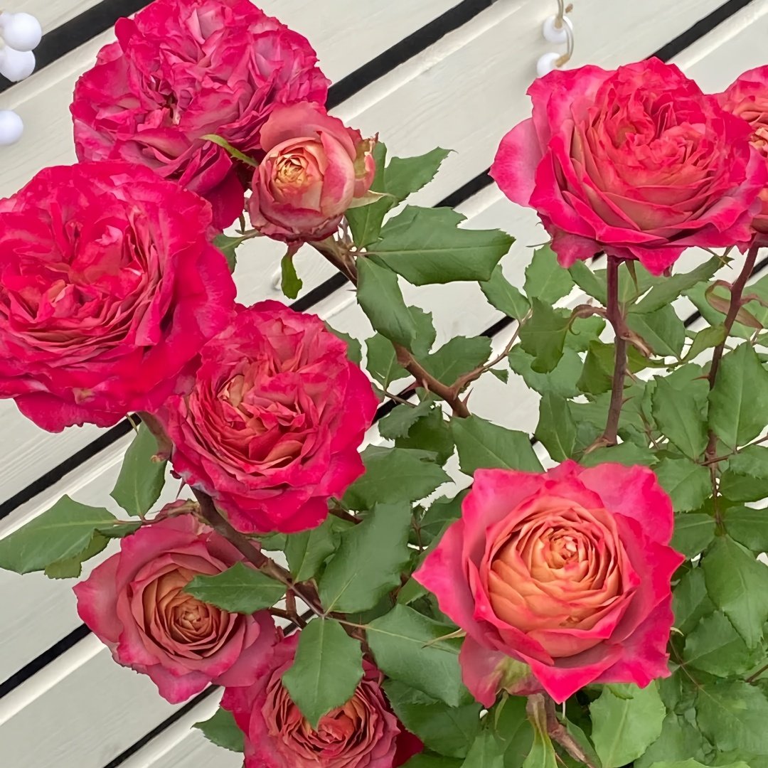 Thé nature Rose Plant|英伦节拍 image 9