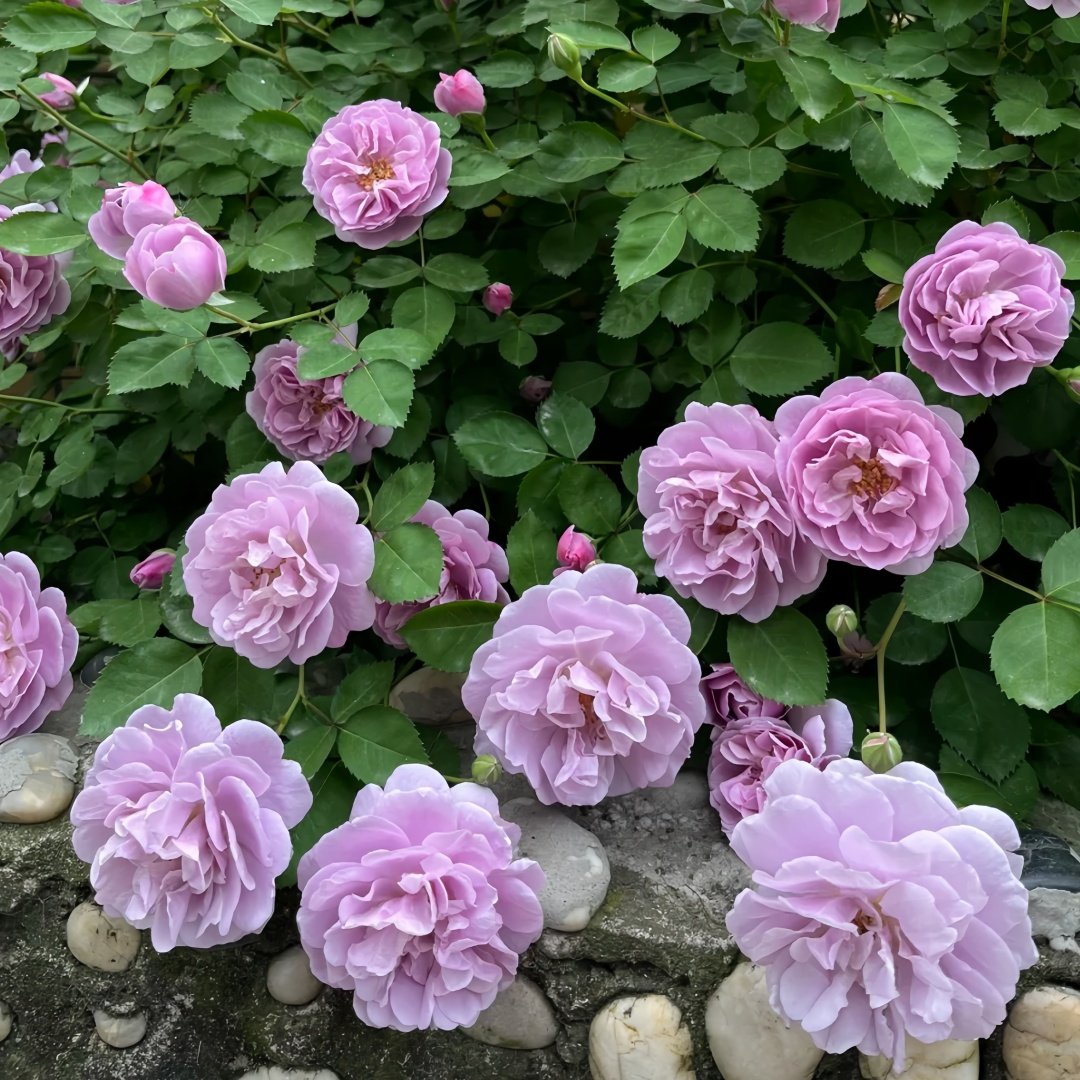 Rainy Blue Rose Plant｜蓝色阴雨 image 4