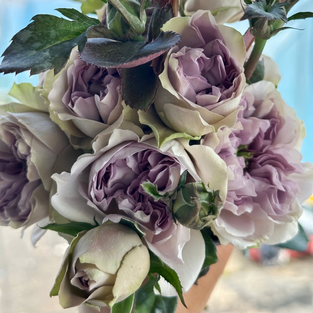 Villa Lila Rose Plant|莉拉别墅 image 5