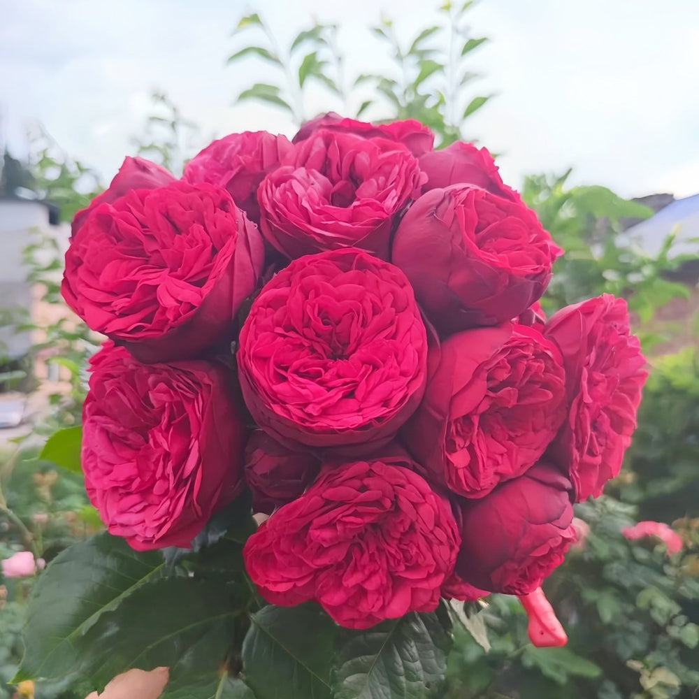 Piano Rose Plant| 红钢琴 image 3